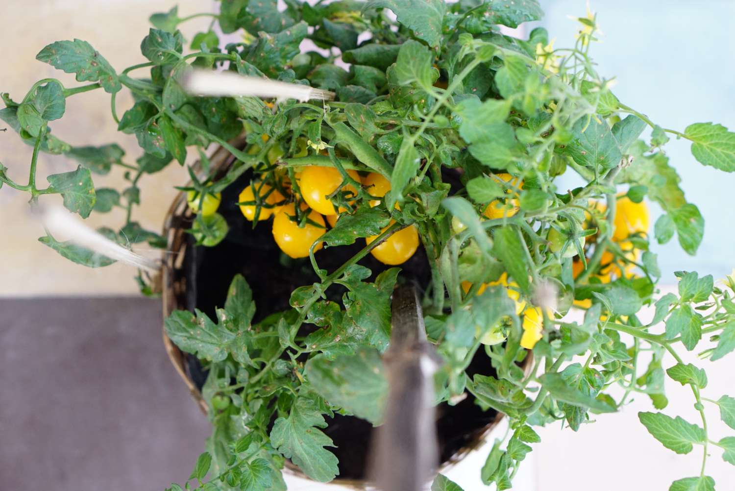 Tomatenpflanze im Innenbereich mit kleinen gelben Tomaten von oben