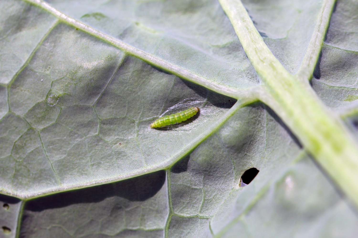 Raupe des Apfelwicklers (Plutella xylostella)