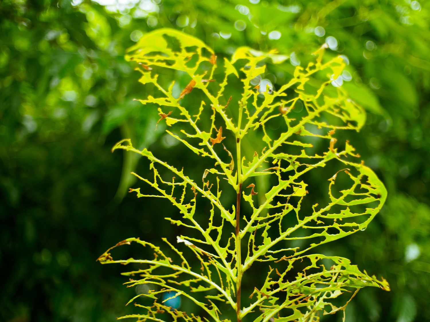 Feuille endommagée par les chenilles légionnaires (Spodoptera spp.)