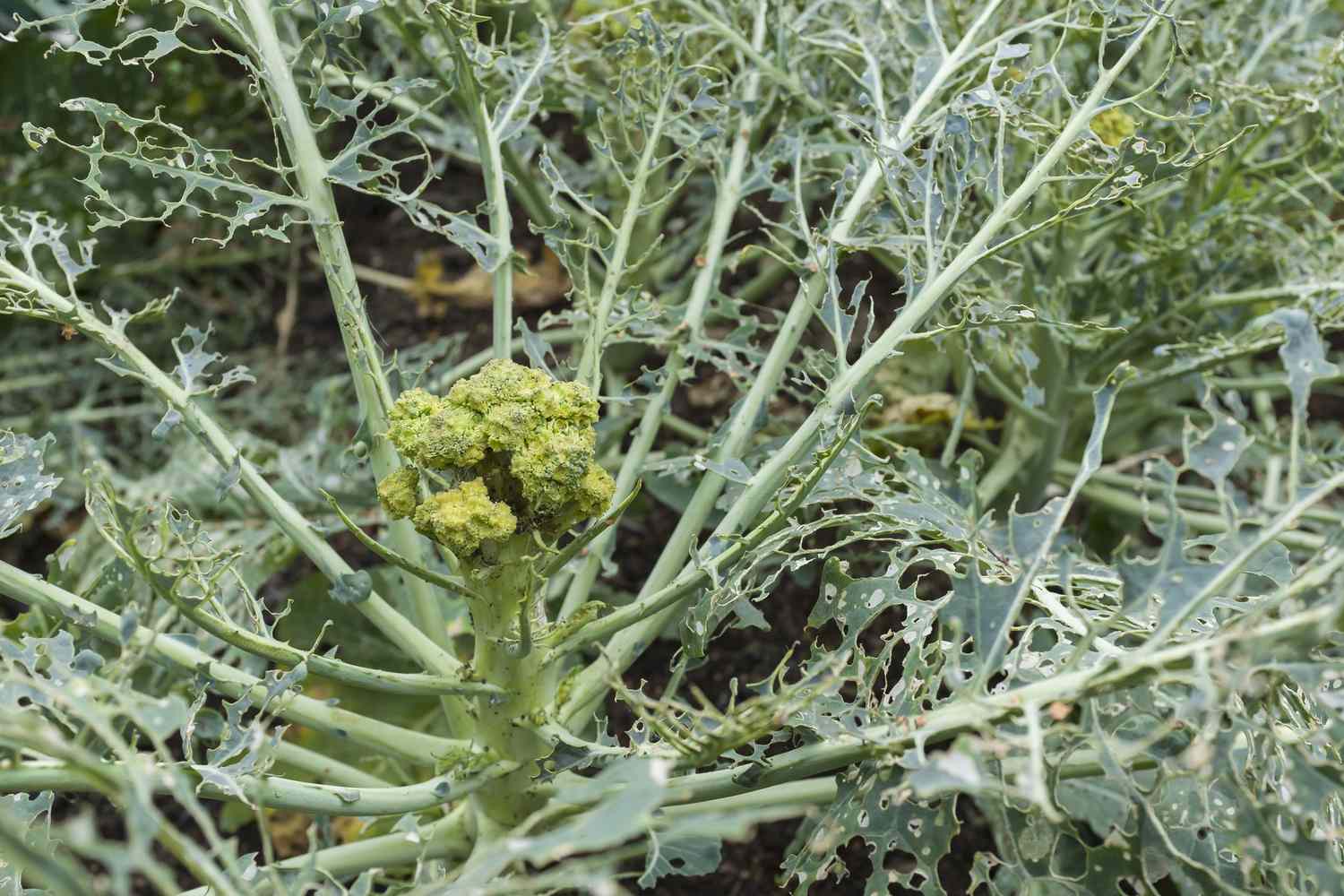 Planta de brócoli dañada por plagas