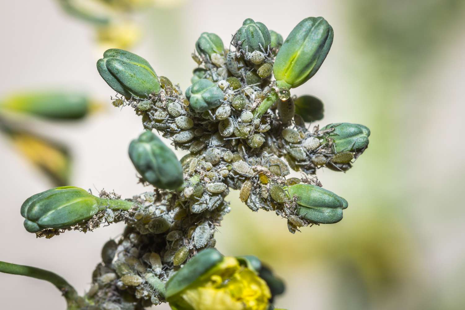 Pucerons gris sur brocoli