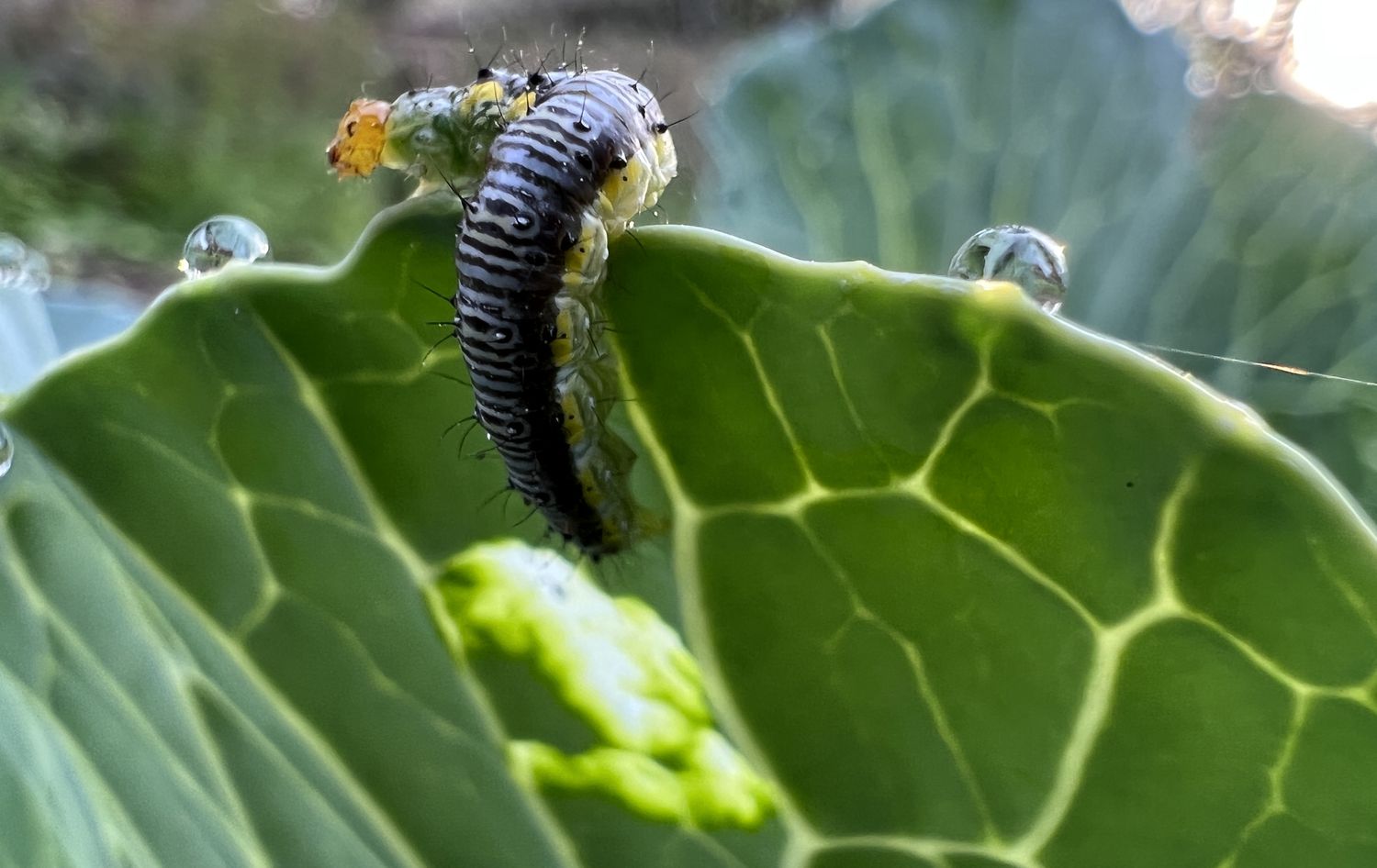 Cross-striped cabbageworm (Evergestis rimosalis)