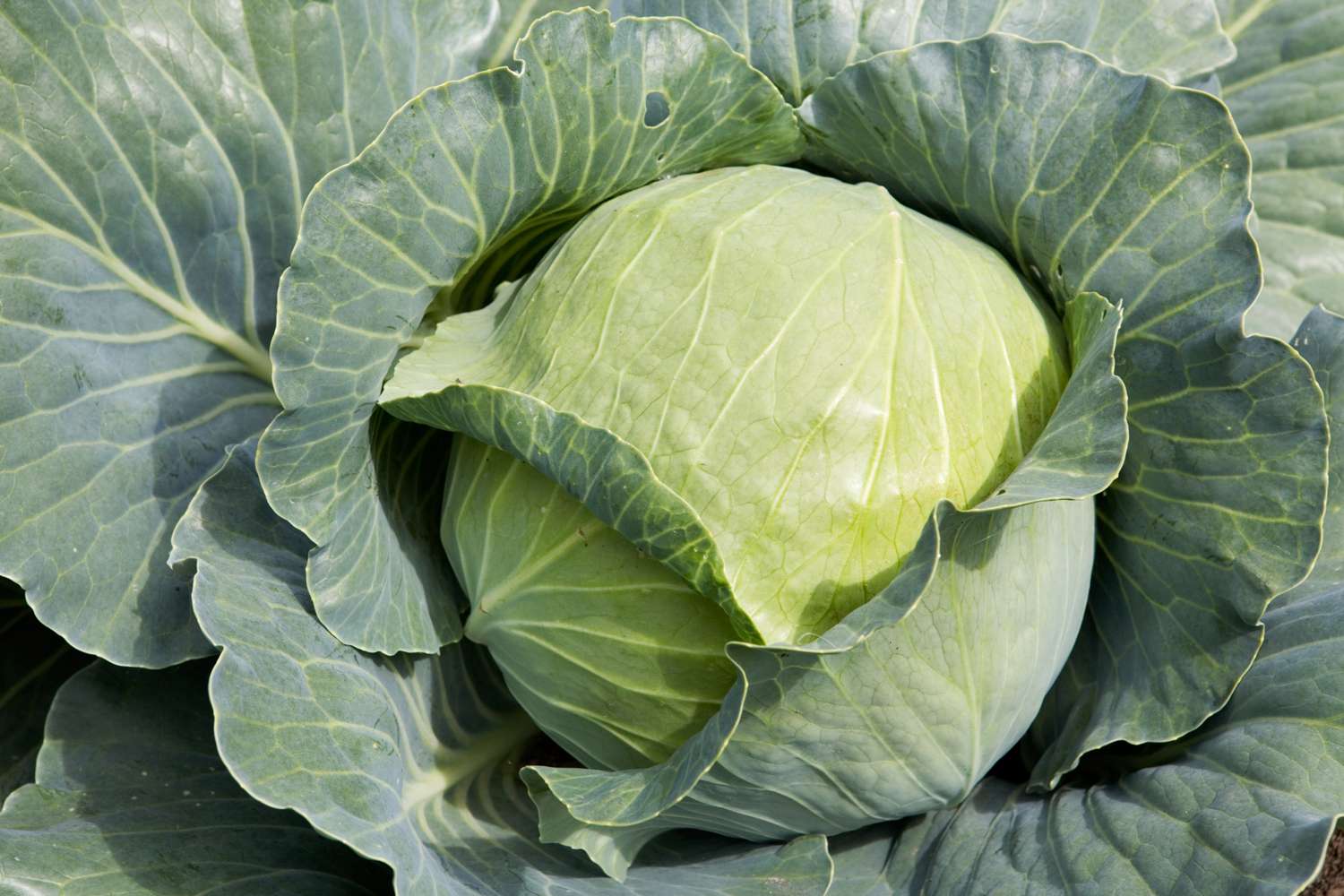 how-to-store-cabbage-GettyImages-182060358