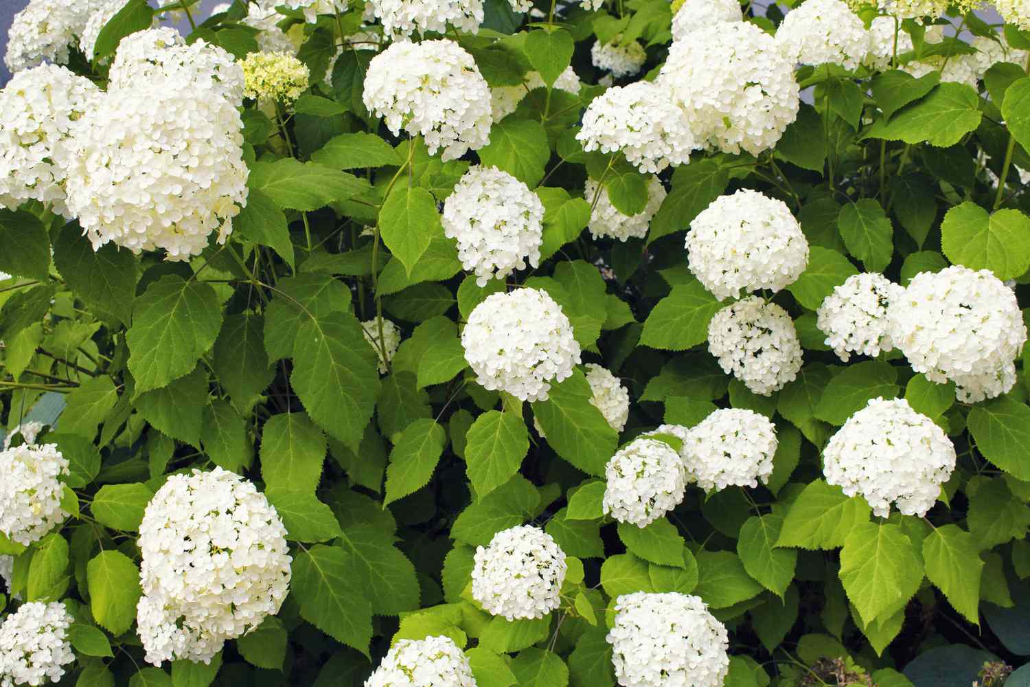 annabelle hydrangea with big white flower clusters and large green leaves