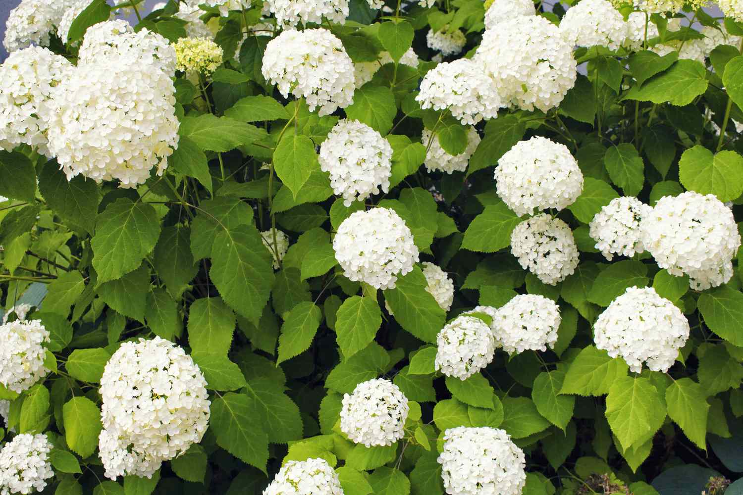 annabelle hydrangea mit großen weißen Blütenbüscheln und großen grünen Blättern