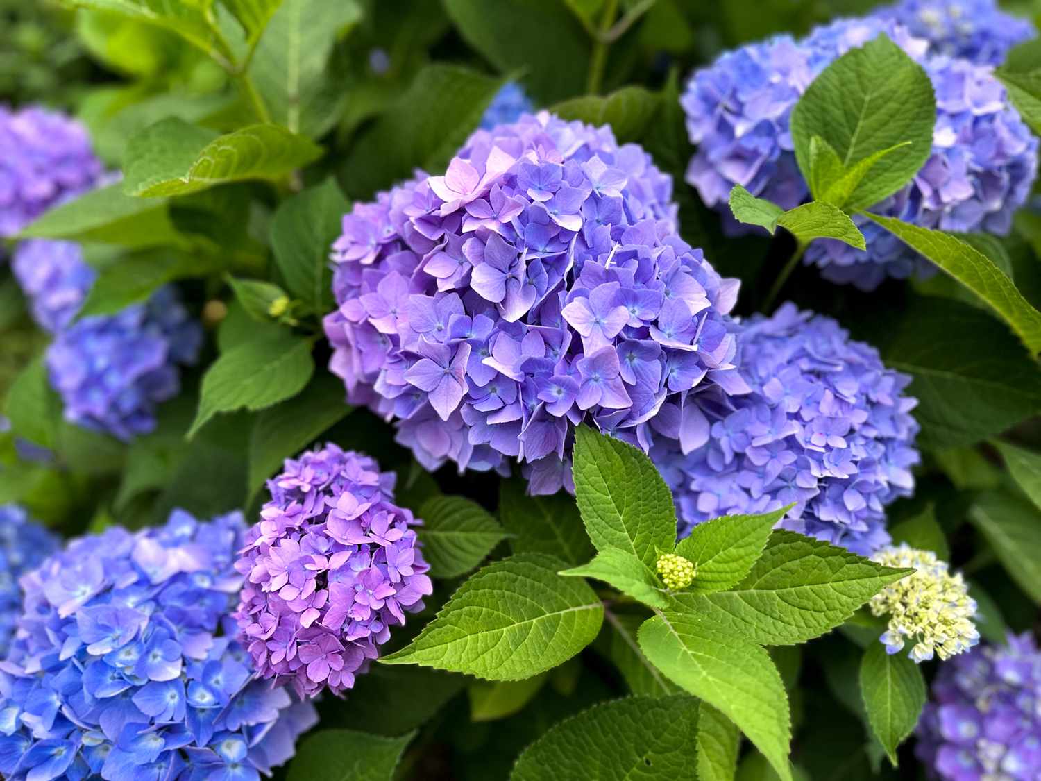 Hortensia