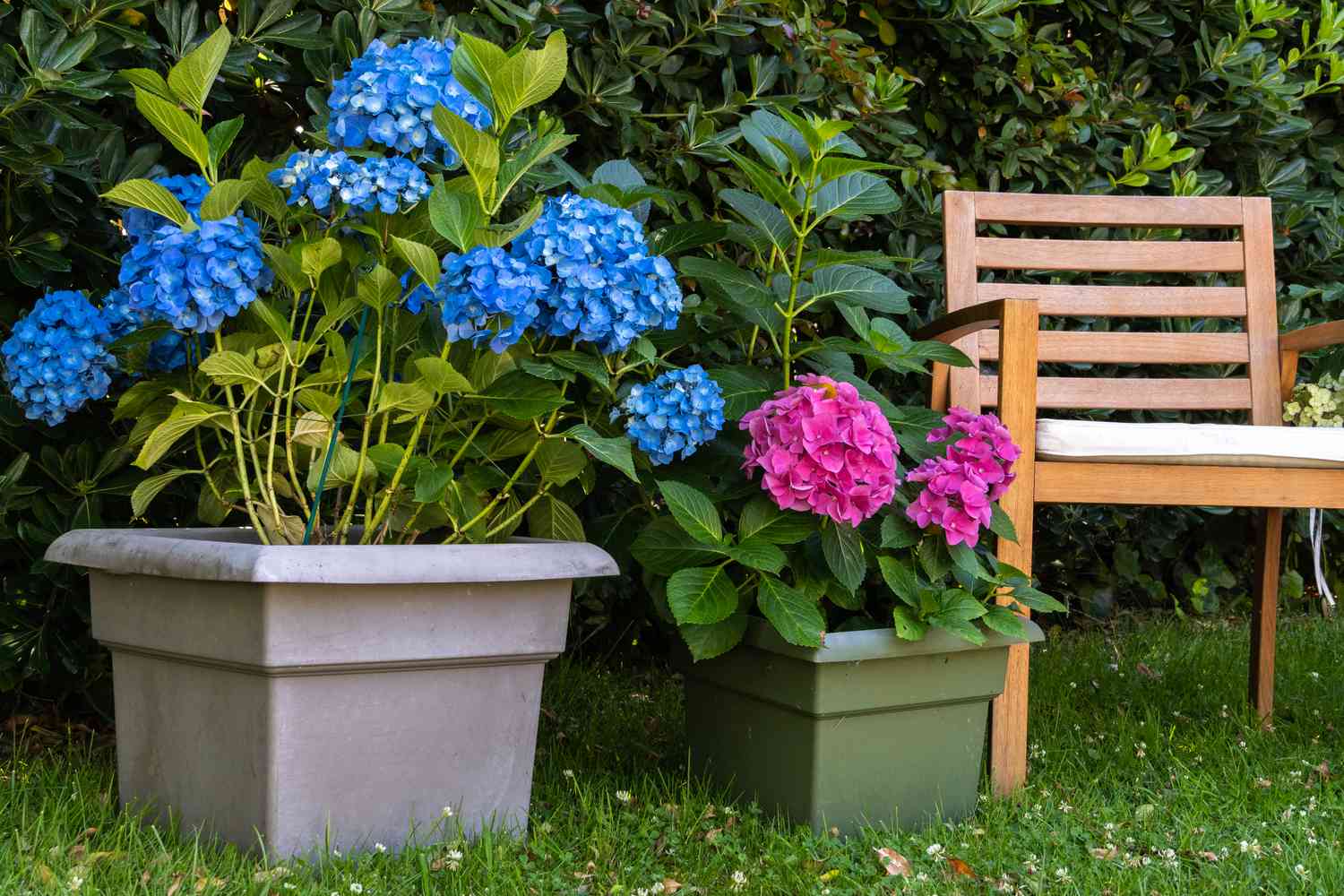 Plantas de hortênsia crescendo em vasos