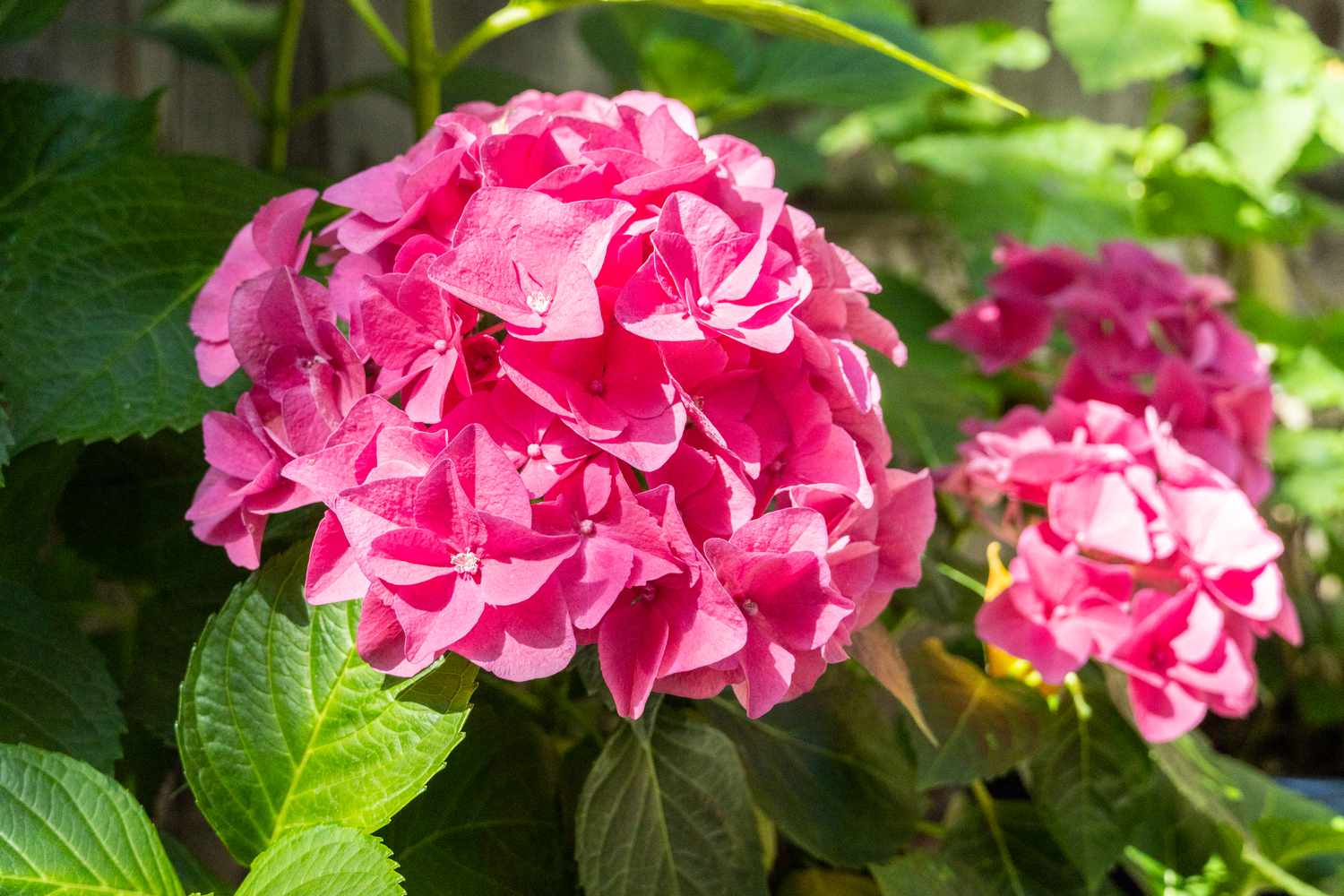 Closeup of pink hydrangeas