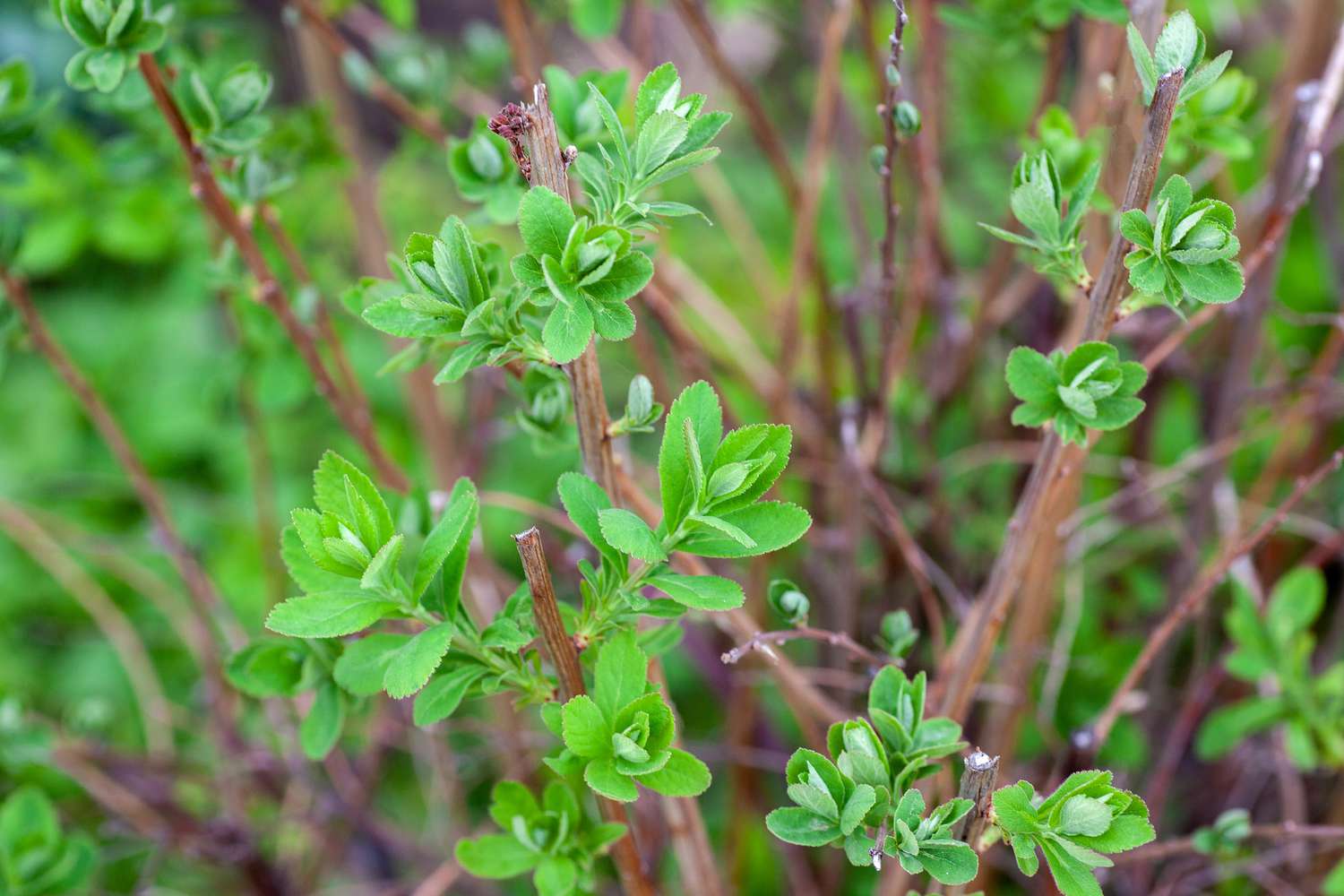 Hortênsia com botões