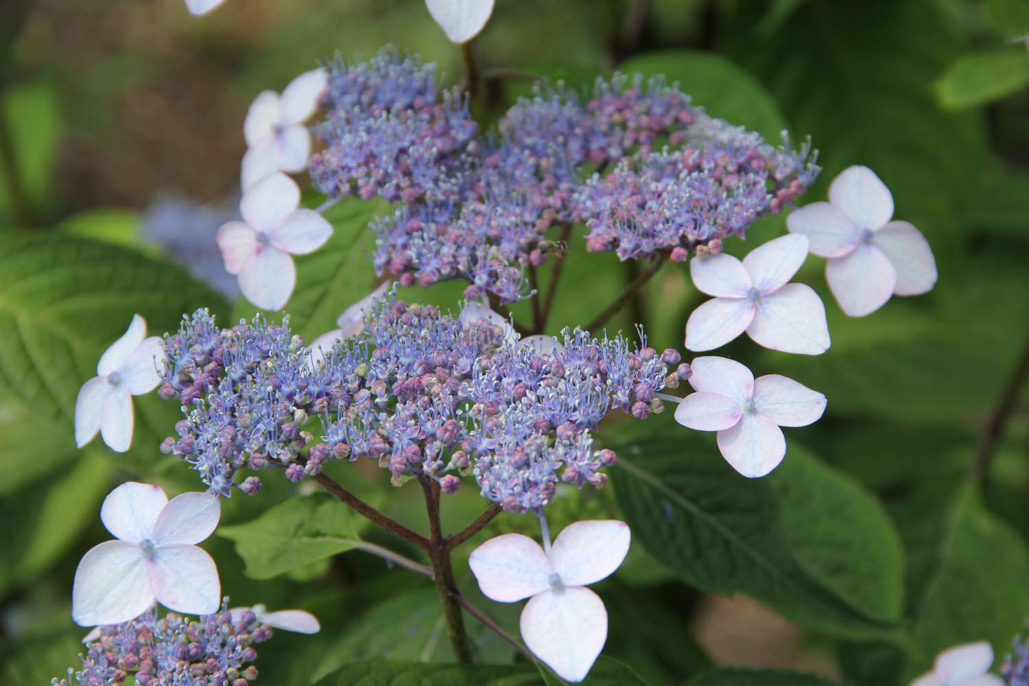 Hortênsia da montanha (Hydrangea serrata)