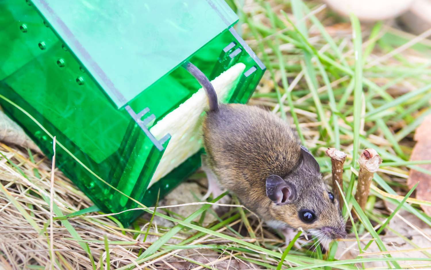 Maus aus humaner Mausfalle befreit