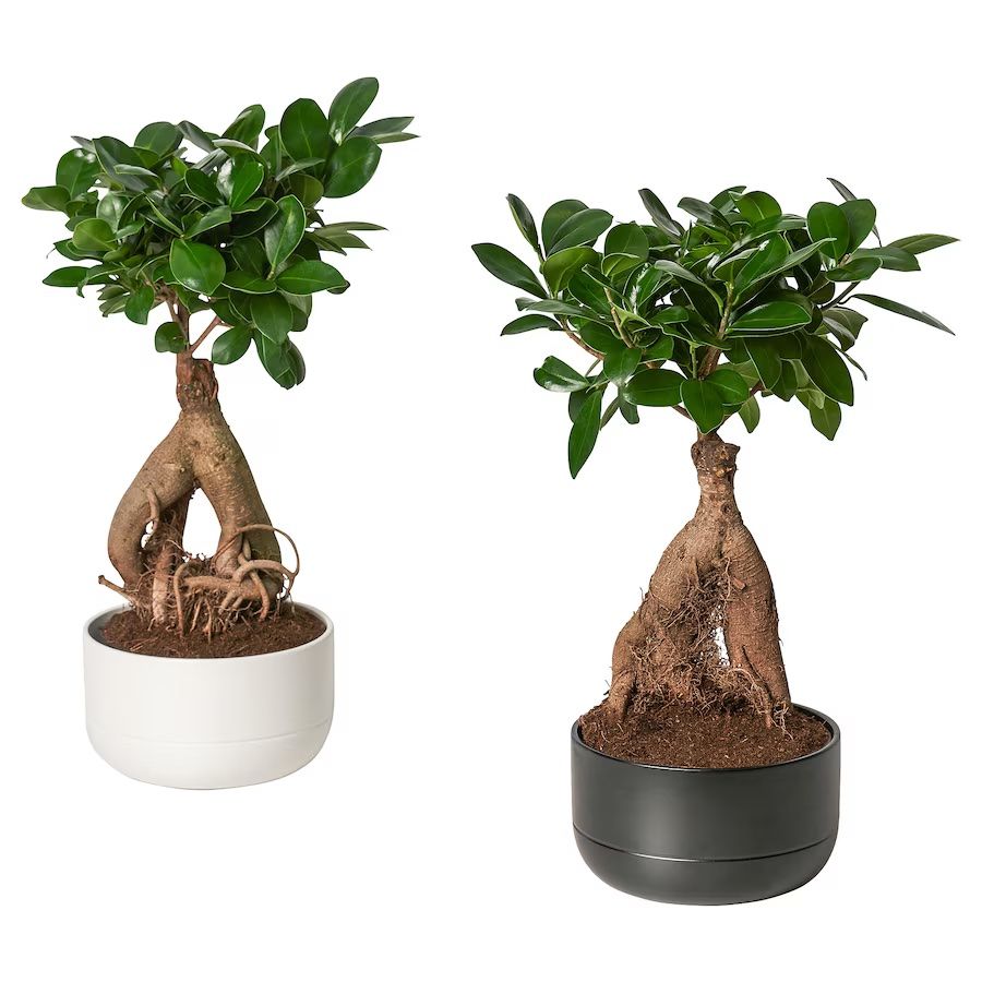 IKEA Produktbild von zwei getopften Ficus-Pflanzen.