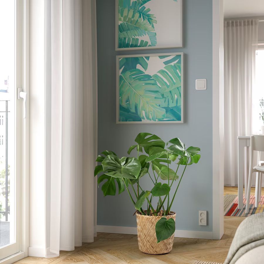 IKEA Produktbild einer getopften Monstera-Pflanze in einem Wohnzimmer