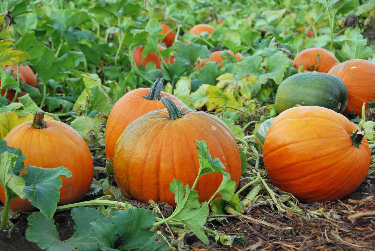 Huerto de calabazas con calabazas naranjas