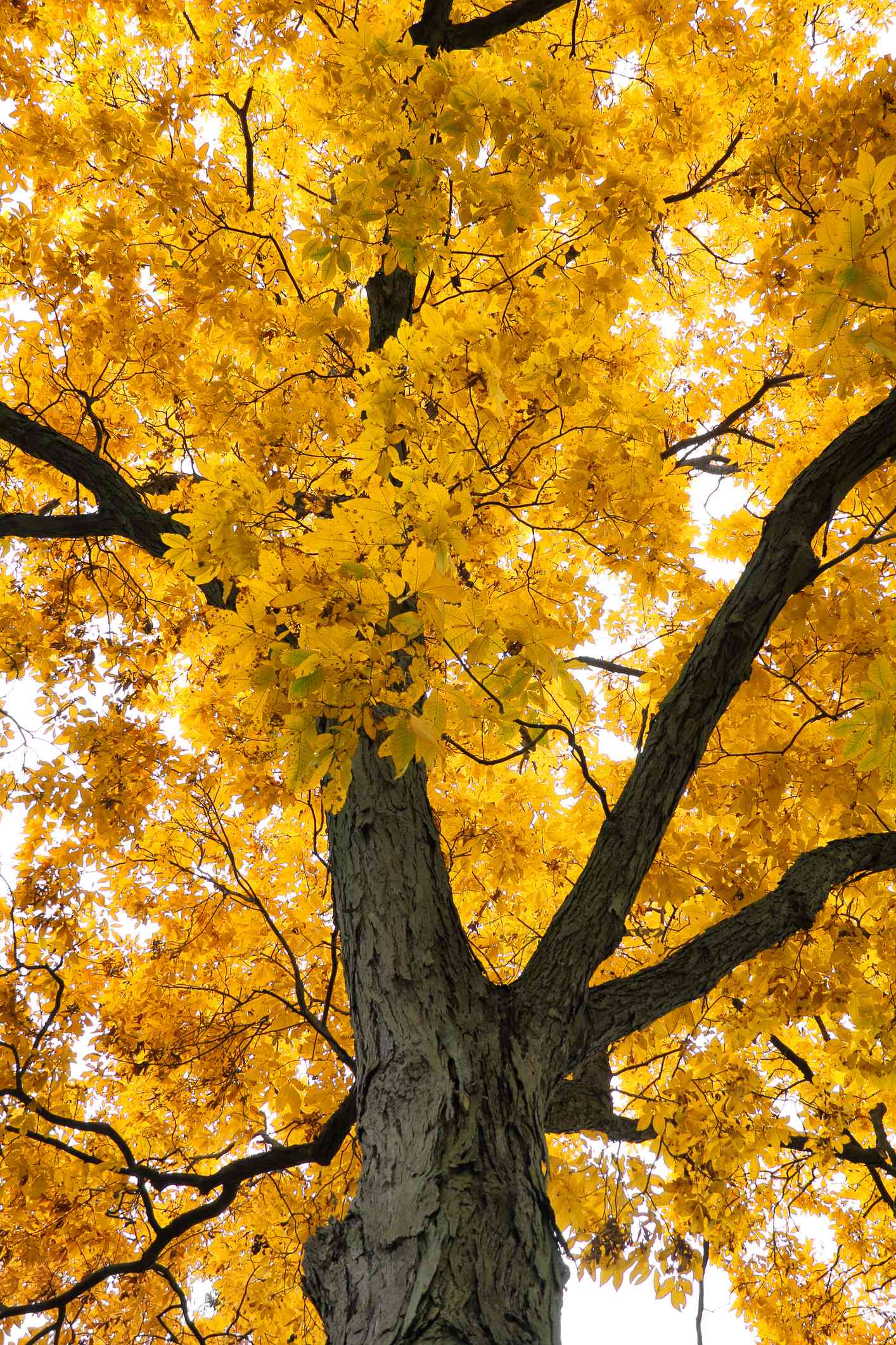 Hickorybäume wie dieser Shagbark Hickorybaum