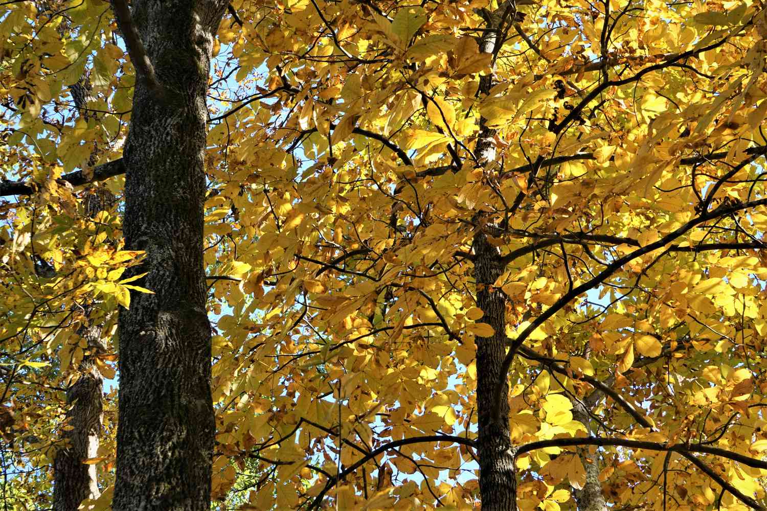 Mockernut Hickory stand in the fall showing its yellow foliage.