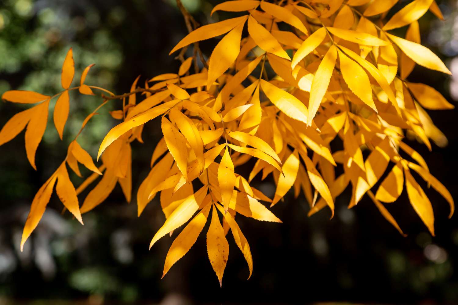 Folhas da nogueira-amarela no outono