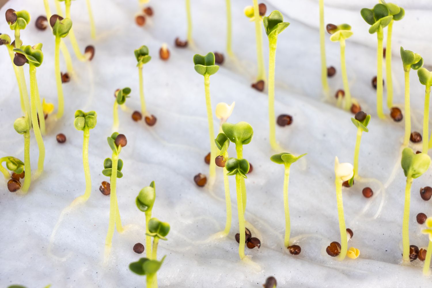 Brotando sementes de vegetais em uma toalha de papel