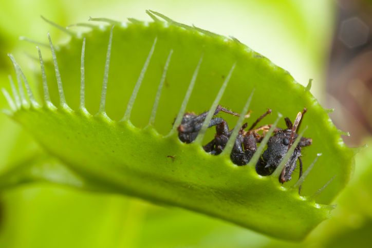 was frisst die Venusfliegenfalle und wie frisst sie