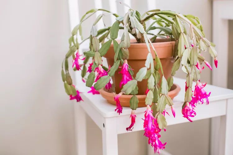 Un cactus de Noël fleuri sur un siège blanc