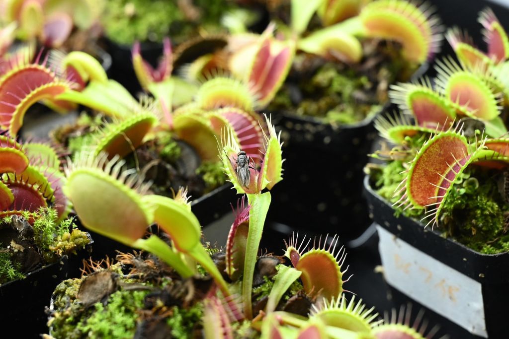 how to grow a venus fly trap from seed