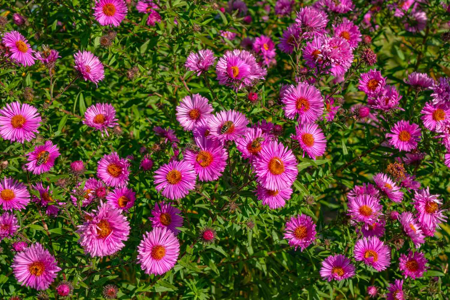 Staudenblumen rosa lila Farben Symphyotrichum novi-belgii an einem sonnigen Tag