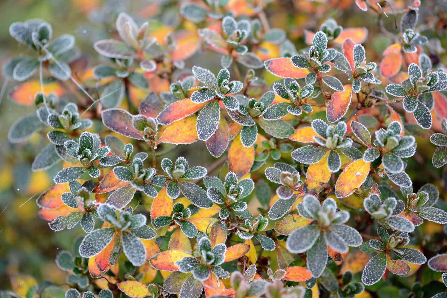 Azalea foliage with frost