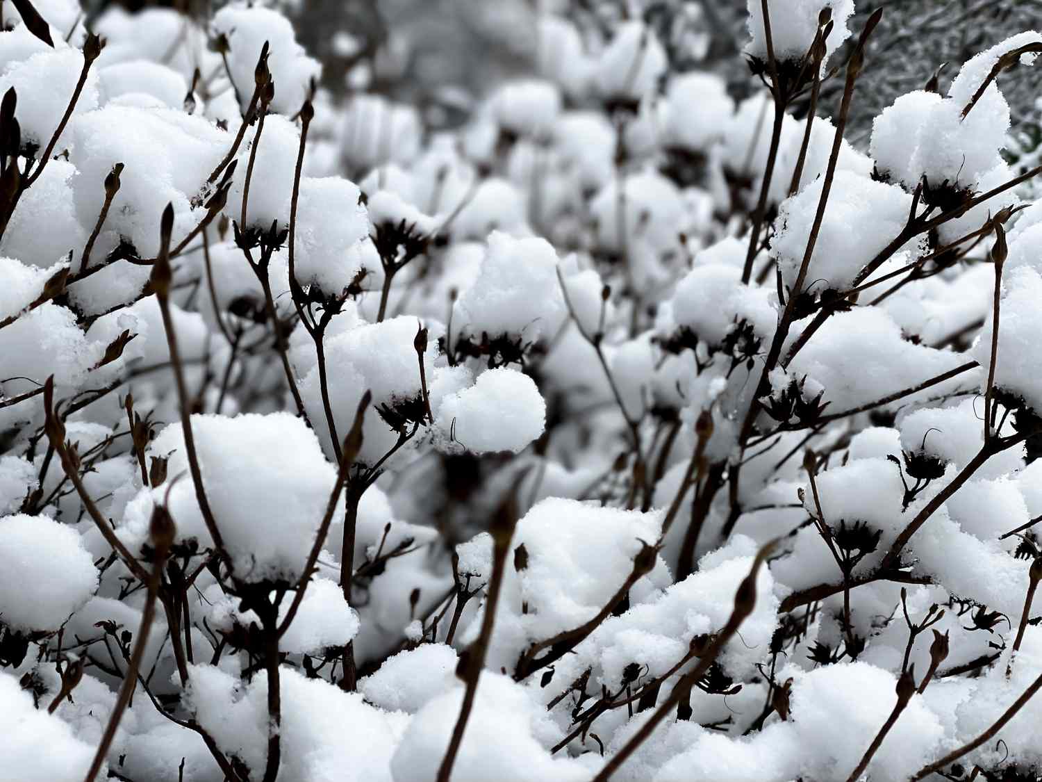 Azalee mit Schnee bedeckt