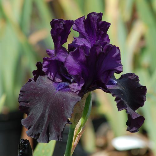 Nahaufnahme einer schwarzen Irisblüte im Garten