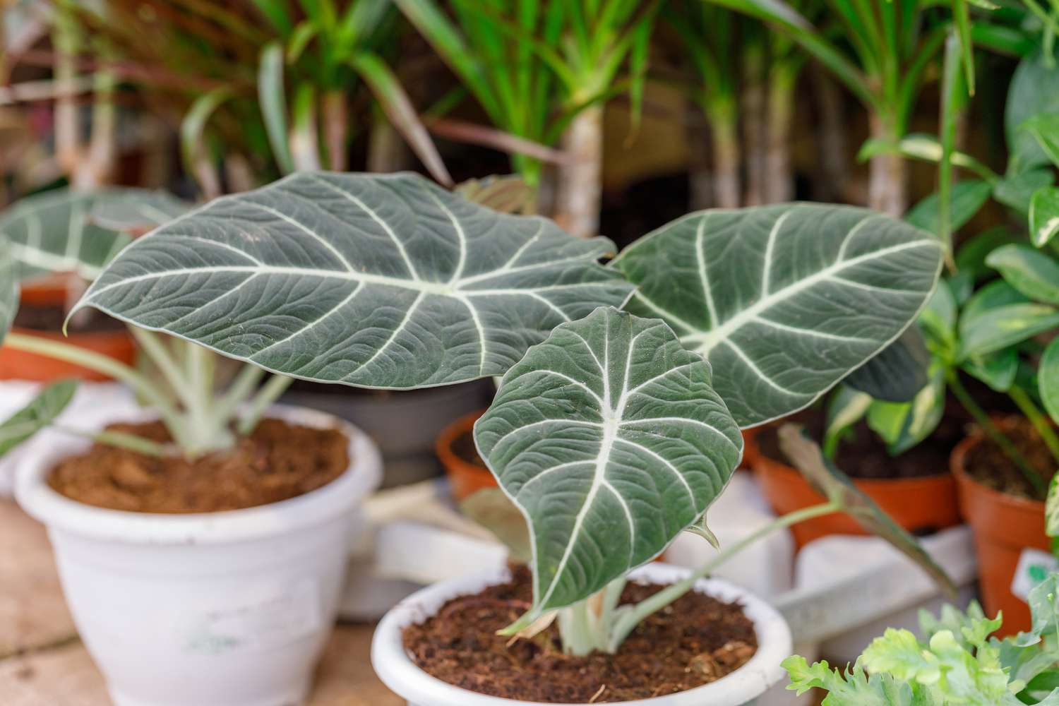 planta alocasia de veludo preto em vaso branco no viveiro