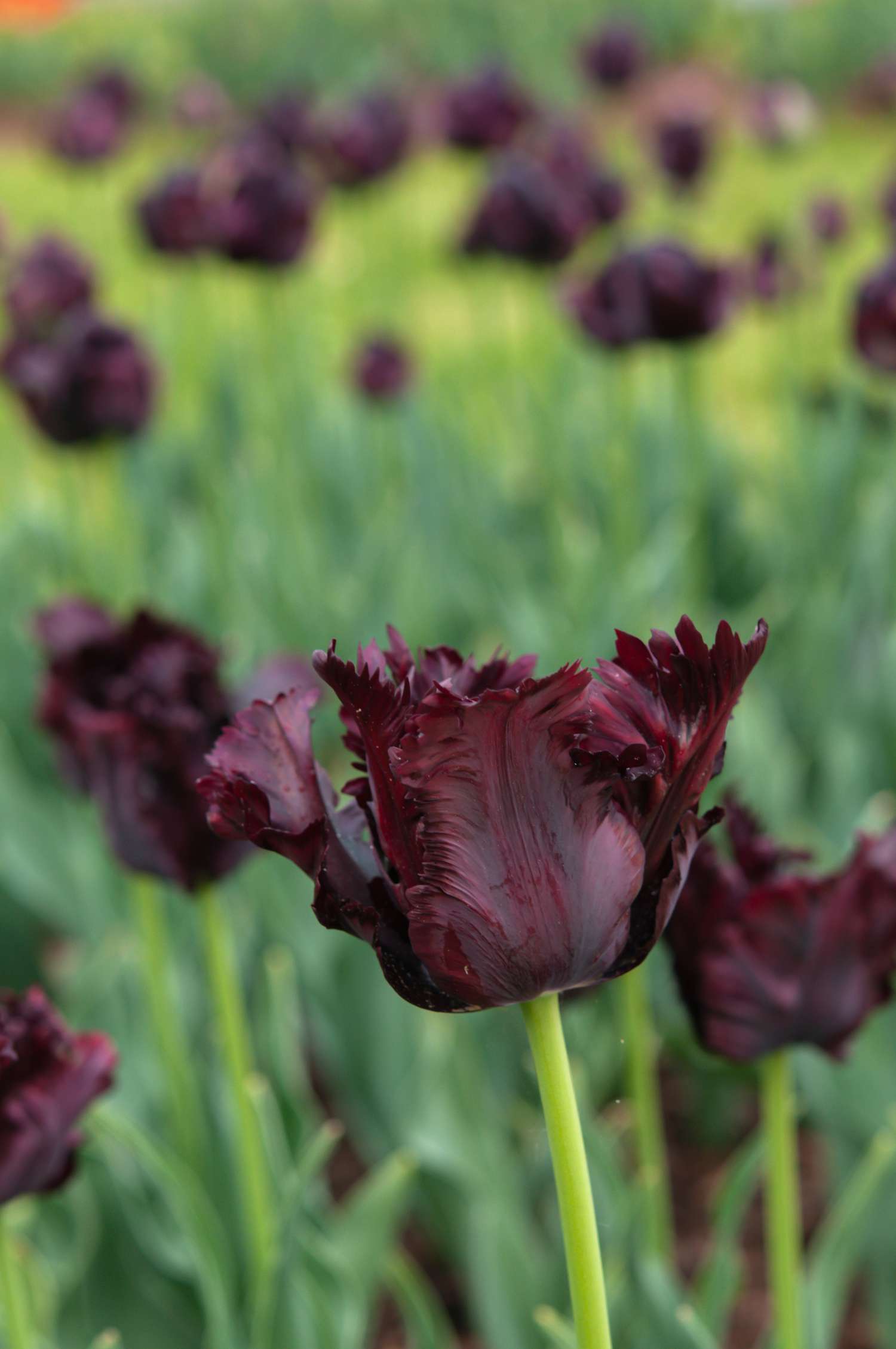 Tulipa de papagaio preto com flores cor de vinho em close-up