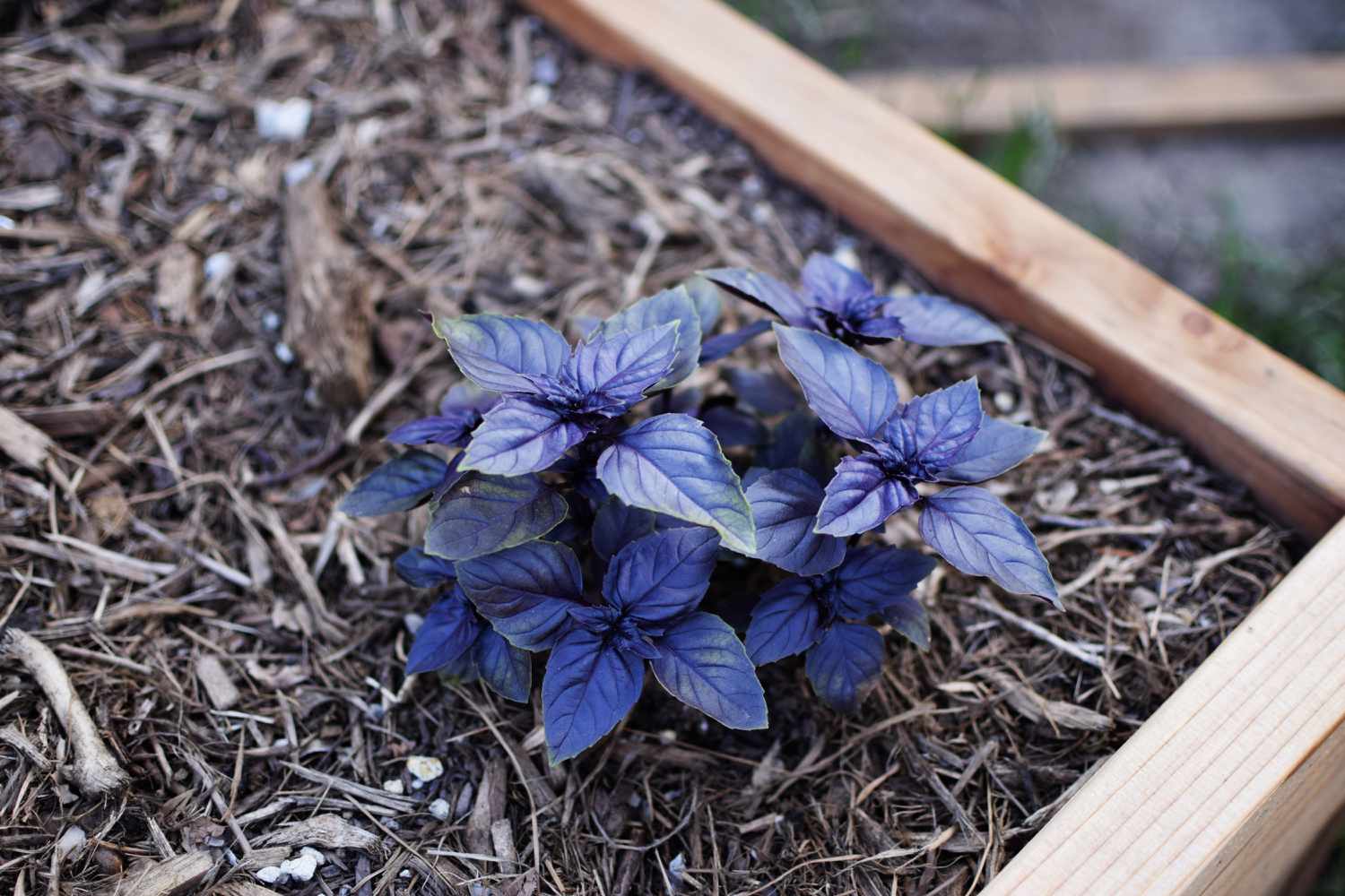 Dark Opal Basil Plant