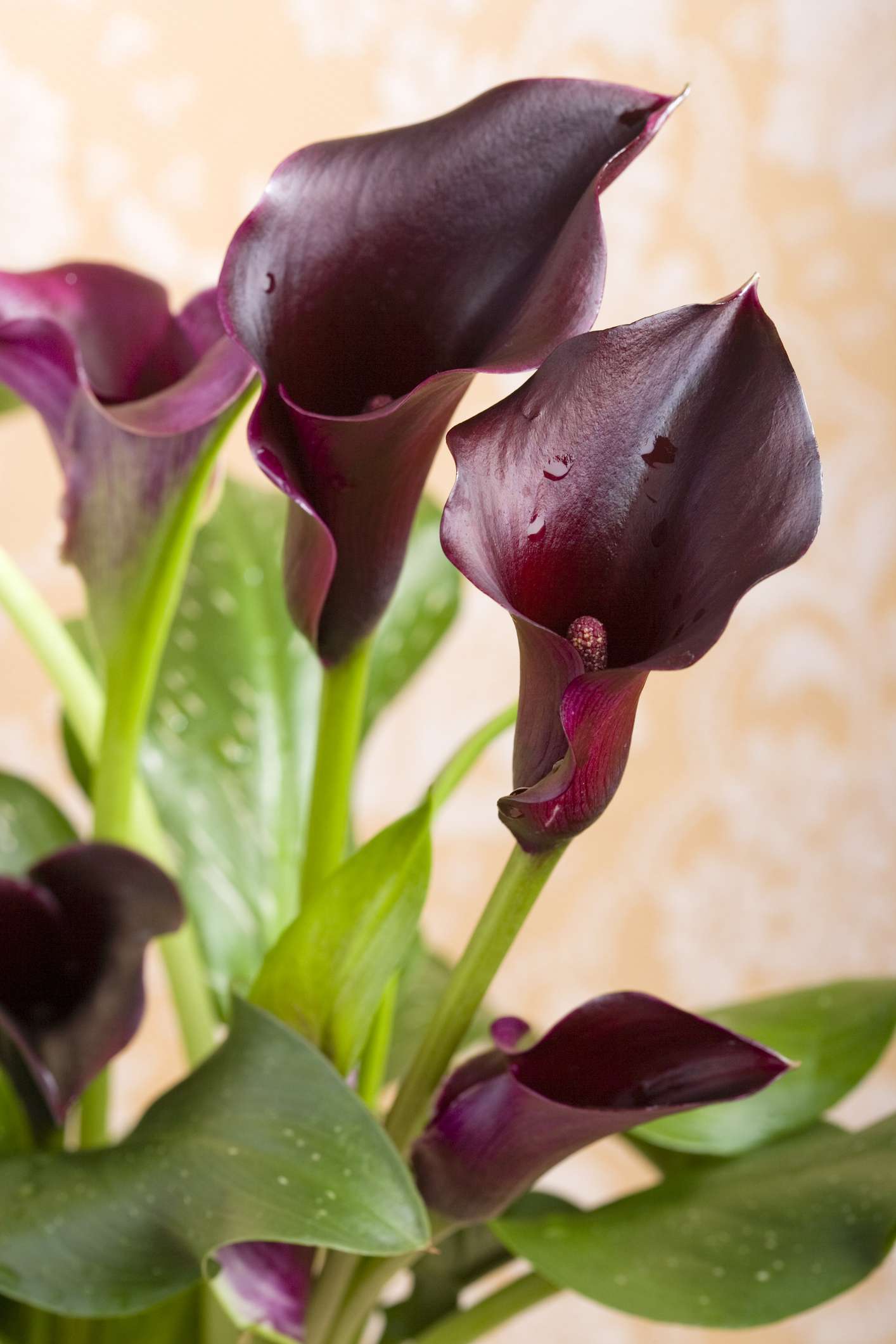 Eine Nahaufnahme von schwarzen Calla-Lilien.