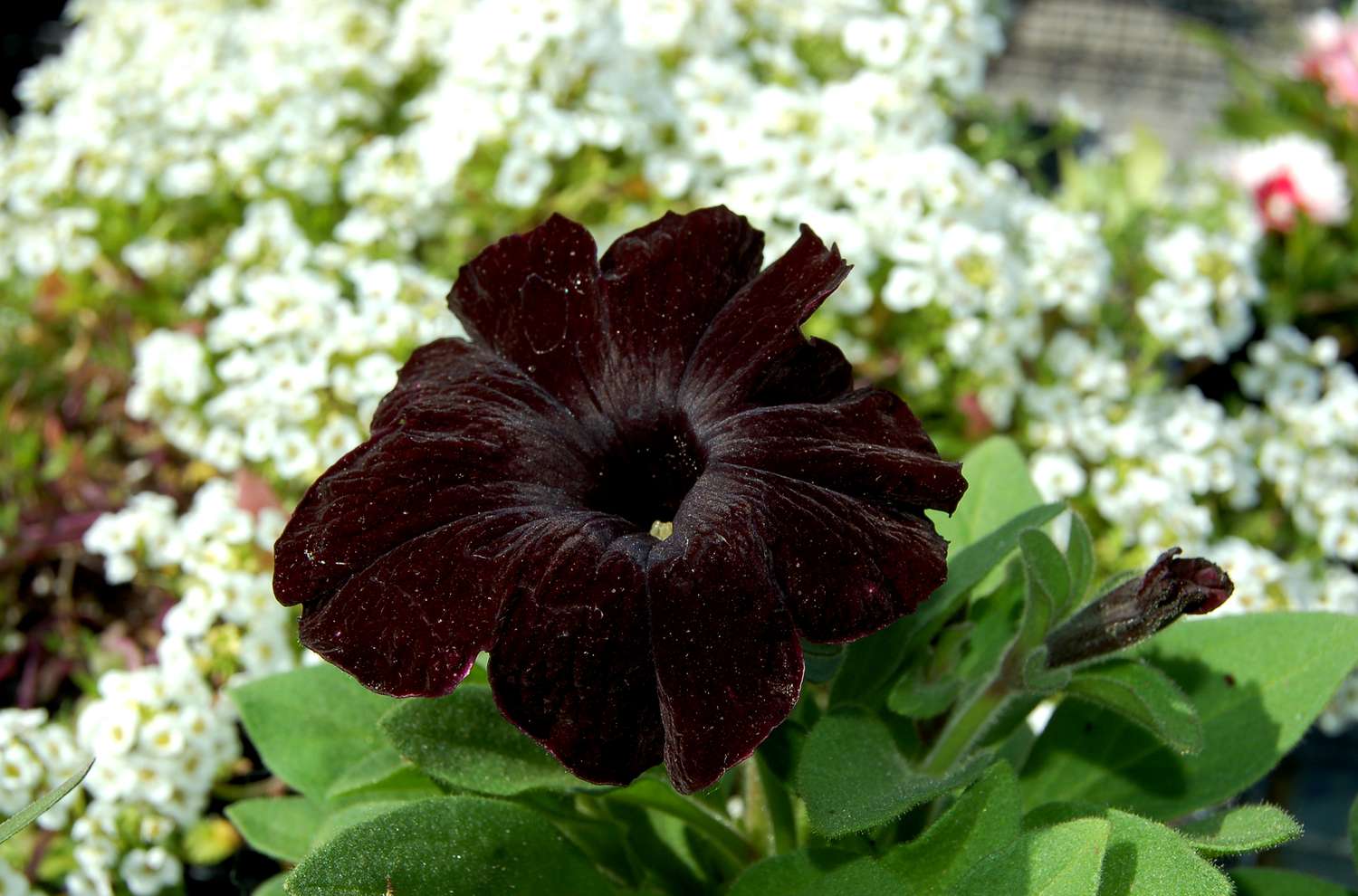 La flor de esta petunia (imagen) es todo lo negra que puede ser una flor.