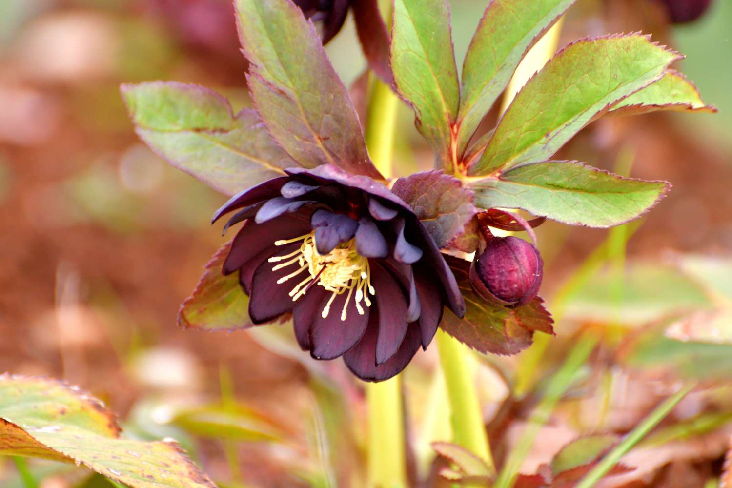 primer plano de flor de eléboro negro con hojas verdes y rojas