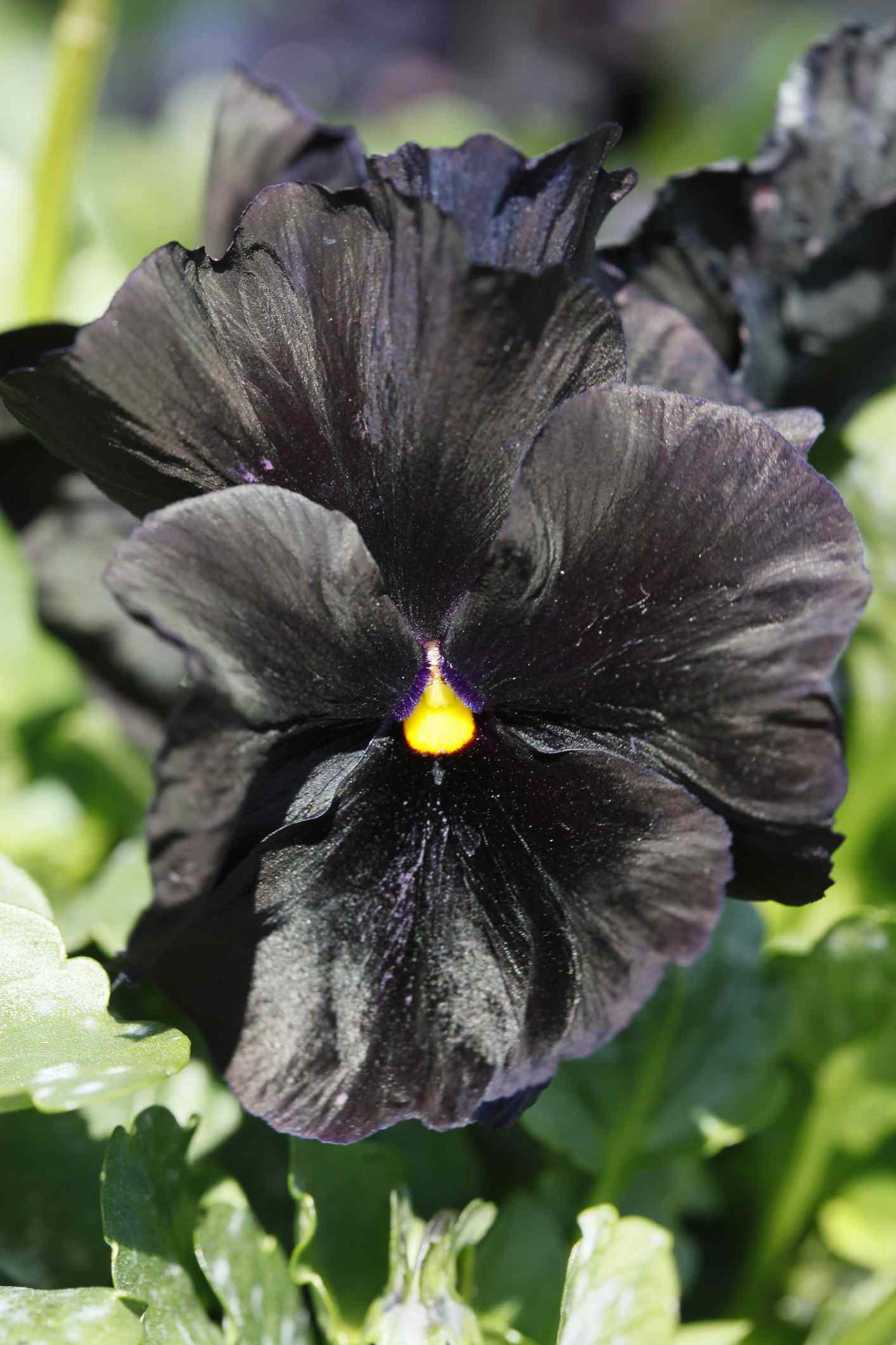 Black Pansy