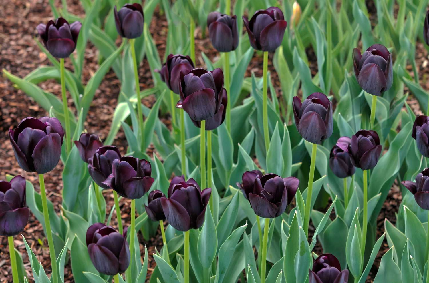 Reina de la noche tulipanes con flores negras en jardín