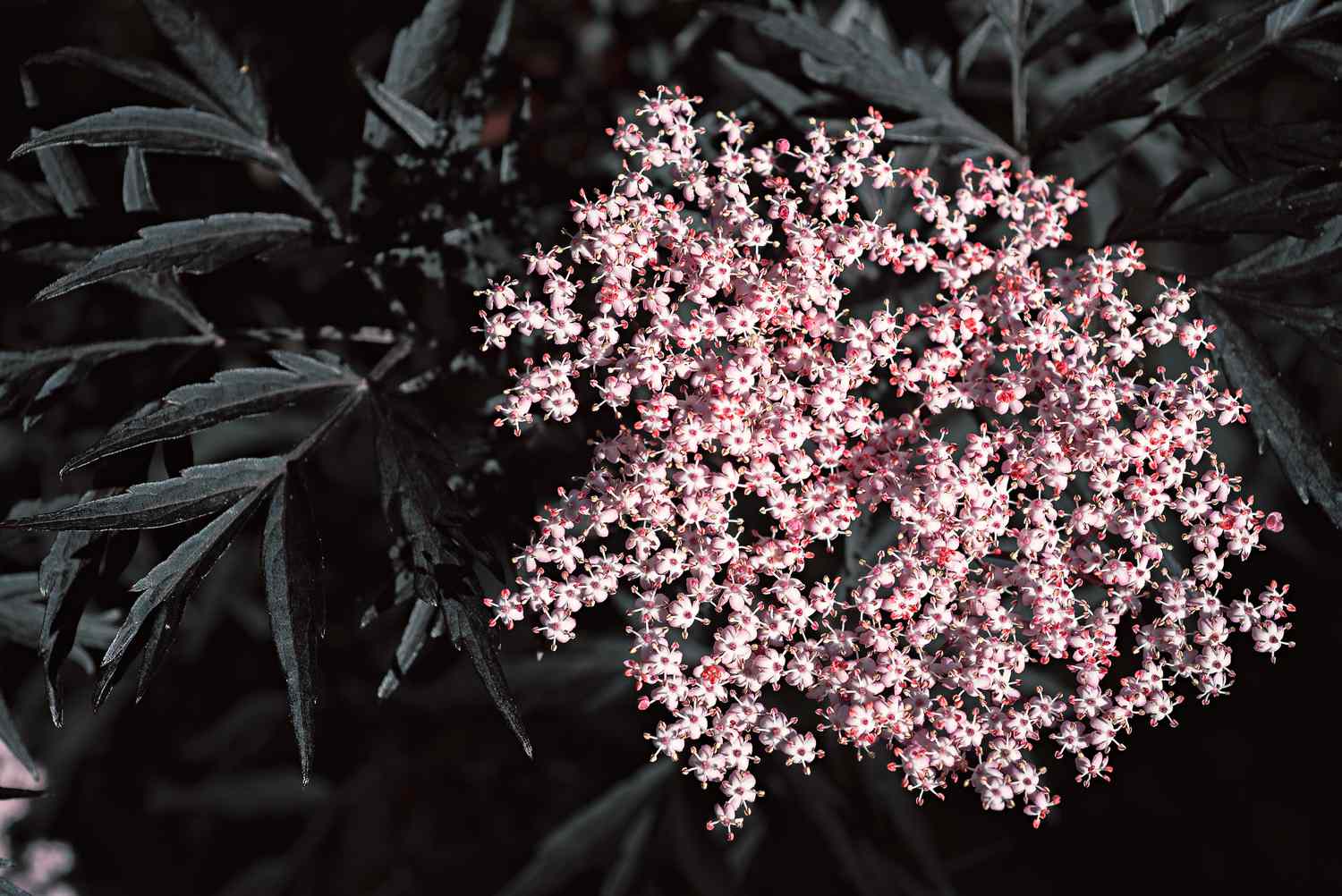 closeup da planta de sabugueiro preto com folhas escuras e flores cor-de-rosa