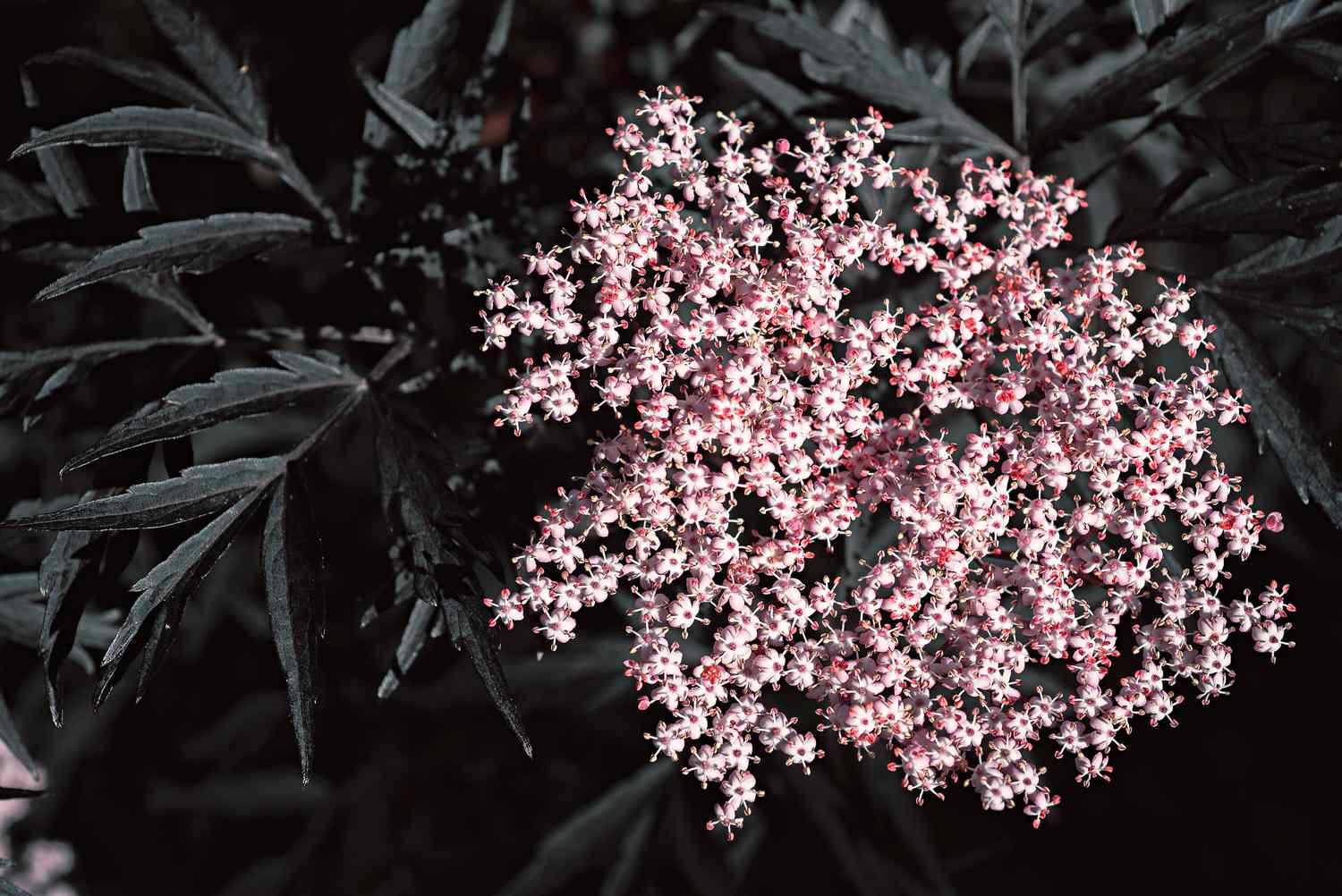 primer plano de planta de saúco negro con hojas oscuras y flores rosas