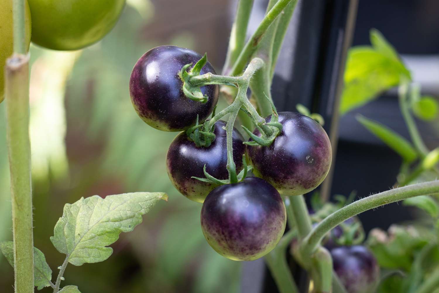 Nahaufnahme einer am Rebstock reifenden Indigo-Rose-Tomate