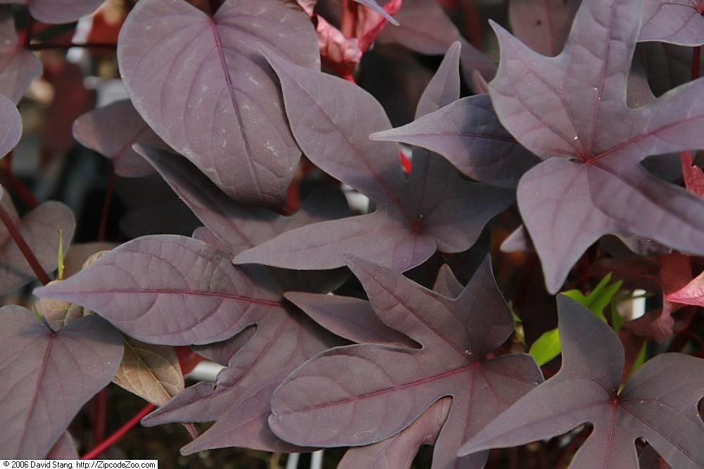 primer plano de morado oscuro 