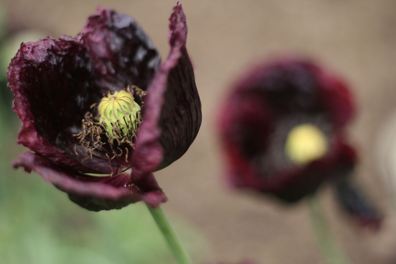 Amapola de medianoche