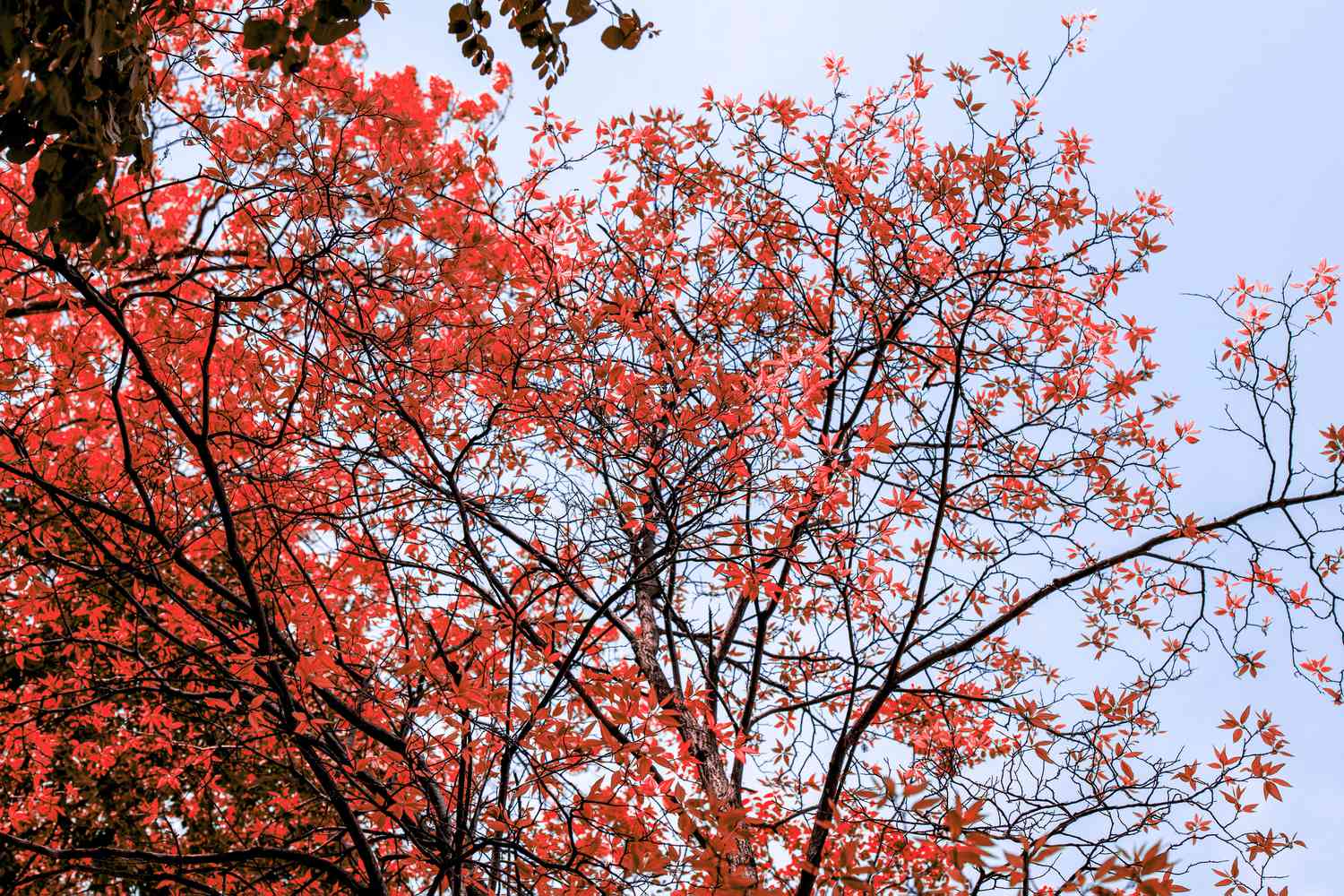 Brillantes Herbstlaub eines Sauerholzbaums