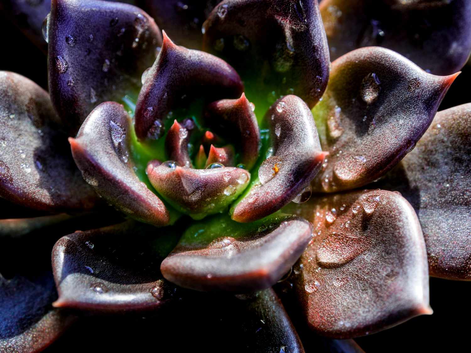 Echeveria black prince close up shot.