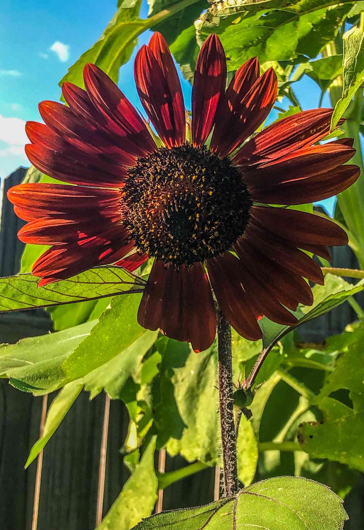 Nahaufnahme einer Black Beauty Sonnenblume mit dunkelroten Blütenblättern und brauner Mitte in einem Feld mit blauem Himmel und grünen Pflanzen