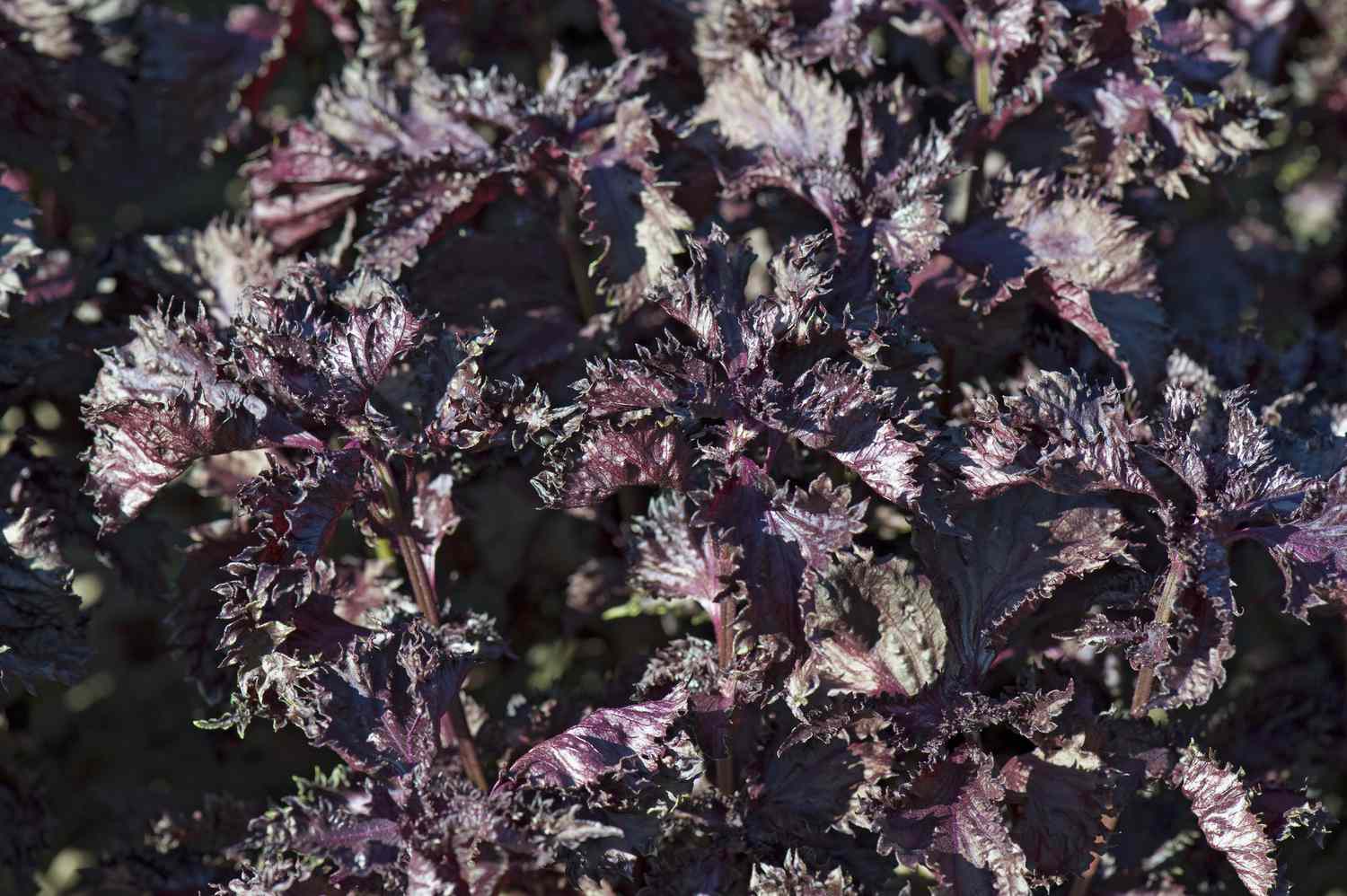 Perilla frutescens (Shiso)