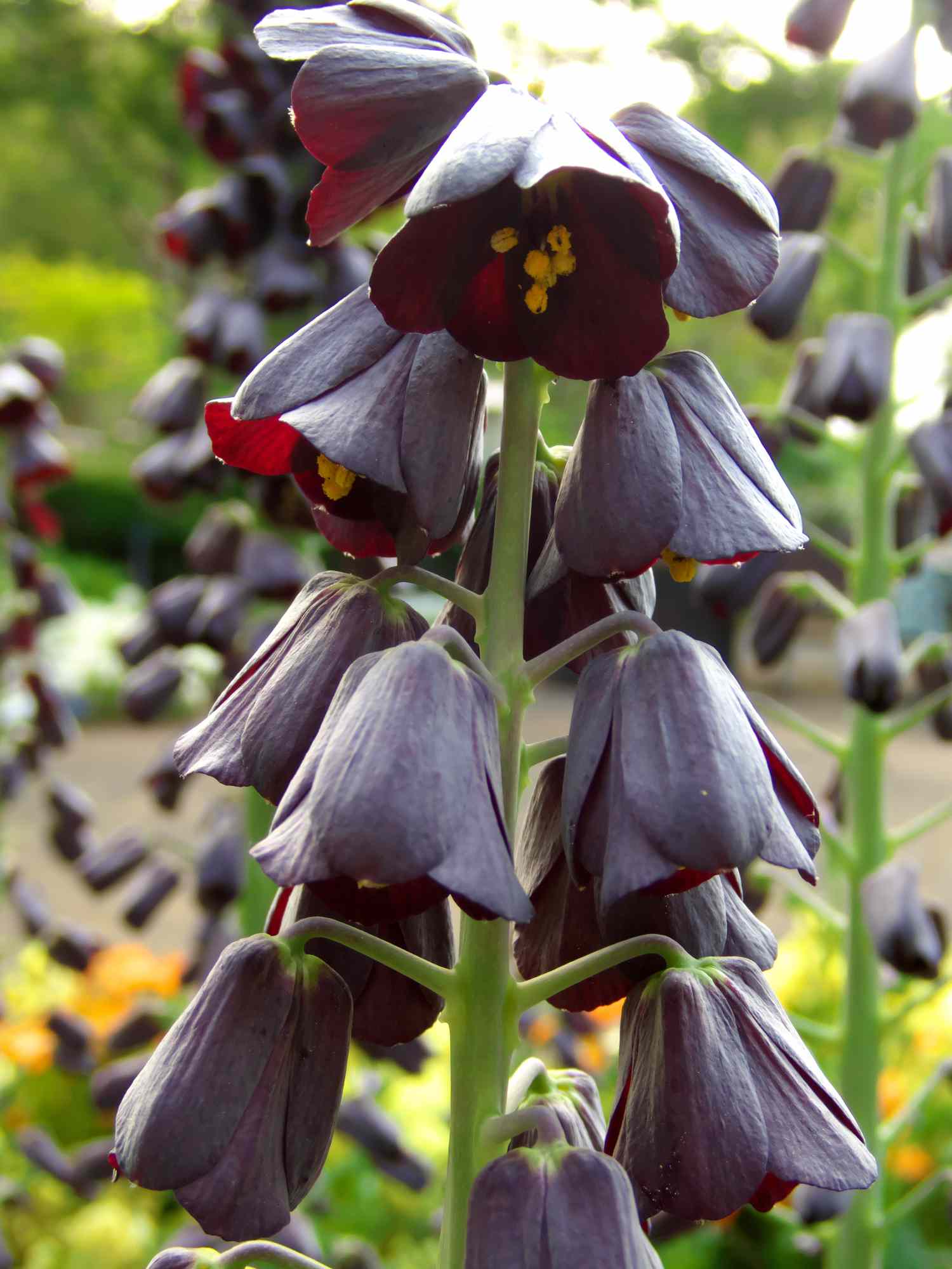 primer plano de flores de lirio persa púrpura en forma de campana con estambres amarillos 