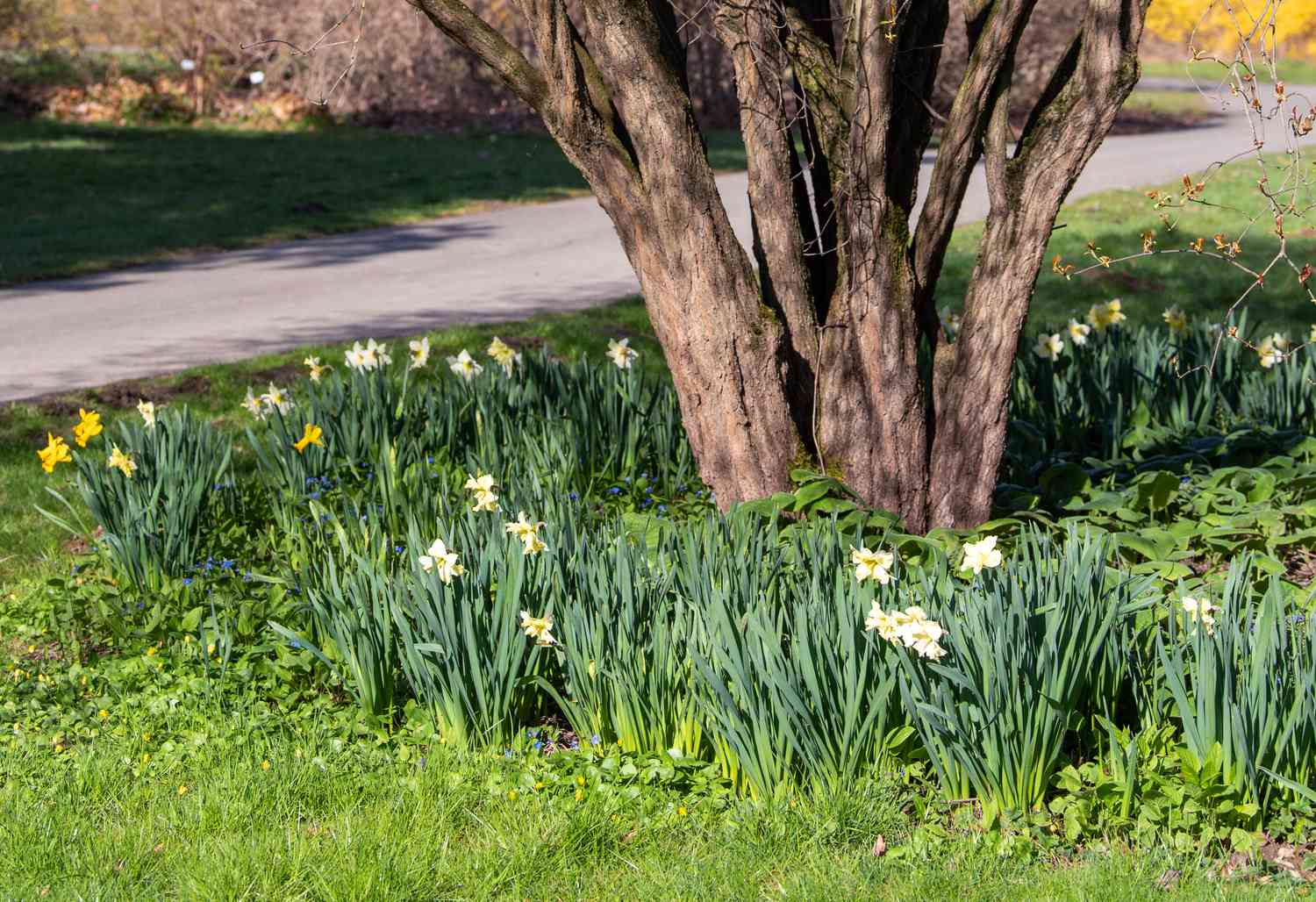 Frühlingszwiebeln mit weißen und gelben Narzissen unter einem Baum gepflanzt