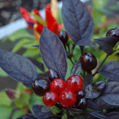 fotos de vegetais de pimenta-do-reino pérola negra