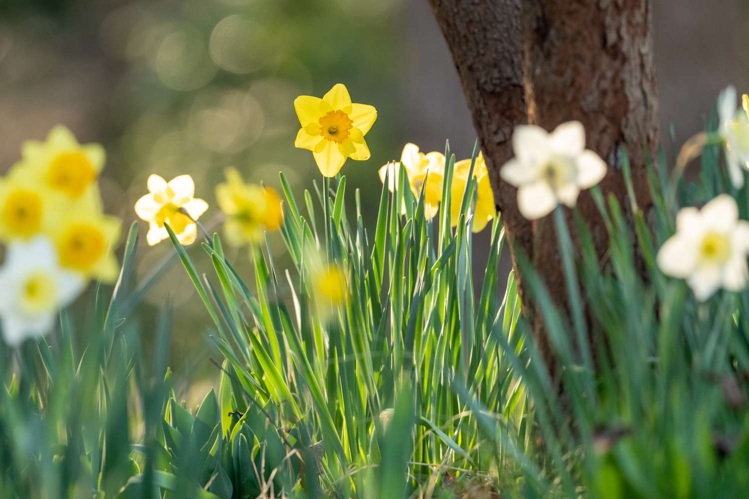 Gelbe Narzissen im Gegenlicht der untergehenden Sonne im Garten